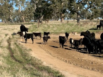 20 Angus Cows and Calves