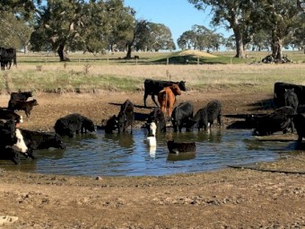 20 Angus Cows and Calves