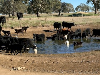 20 Angus Cows and Calves