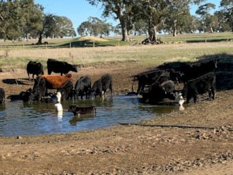 20 Angus Cows and Calves