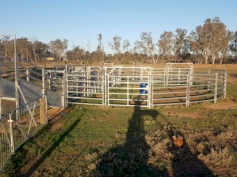 Yardsman C55 Cattle Yard with 600 Series Yardsman Crush with Adjustable Ramp