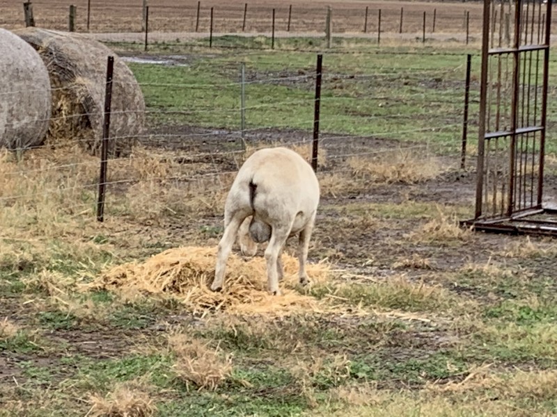 Australian White Ram