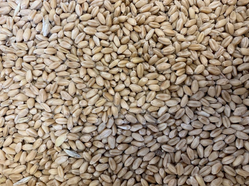 Sunlamb Wheat Seed
