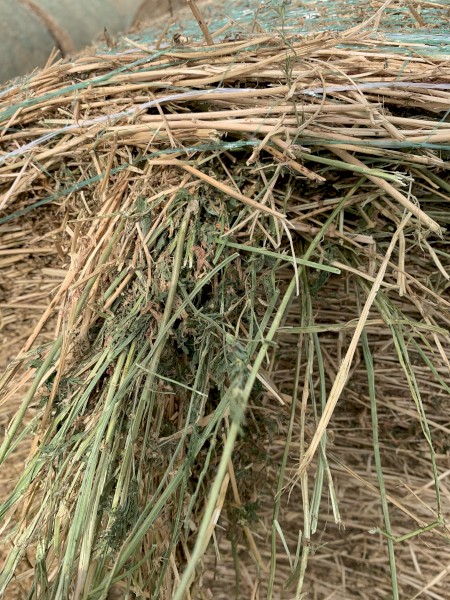 Lucerne 5x4 Rolls 