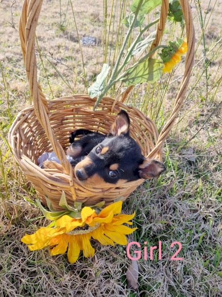 Purebred Australian Kelpie pups- Working bloodlines