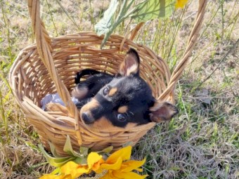 Purebred Australian Kelpie pups- Working bloodlines