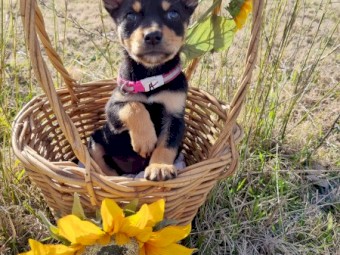 Purebred Australian Kelpie pups- Working bloodlines