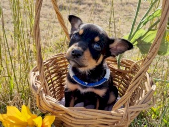 Purebred Australian Kelpie pups- Working bloodlines