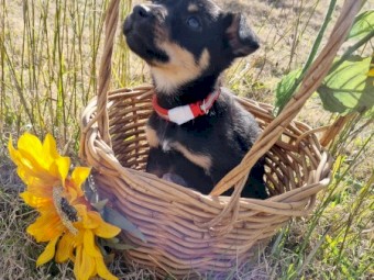 Purebred Australian Kelpie pups- Working bloodlines