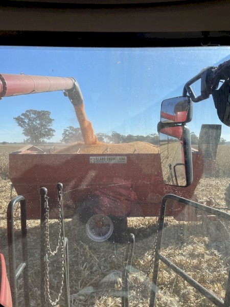 250t Feed Corn + Freight