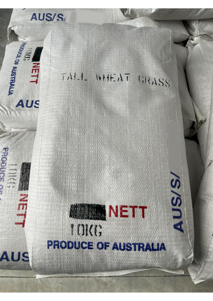 Tall Wheat Grass