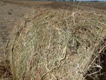 Rye Grass / Clover Hay 5x4 Rolls
