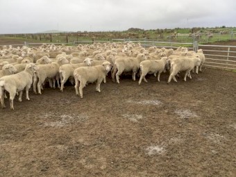 620 White Suffolk/Merino SIL 150% Ewe Hoggets