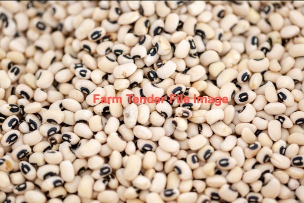 WANTED Ebony Cowpea