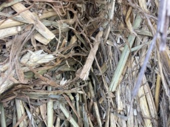 Wheaten Hay 450-500kg 8x4x3 Bales