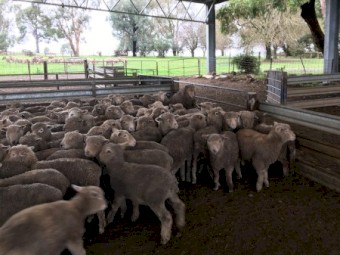 140 Southdown and Composite Lambs, Mixed sex