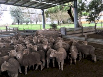140 Southdown and Composite Lambs, Mixed sex