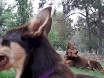 Kelpie Pups Pure Breed x 5