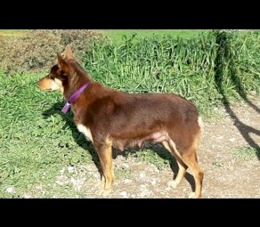 Kelpie Pups Pure Breed x 5