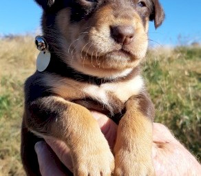 Kelpie Pups Pure Breed x 5