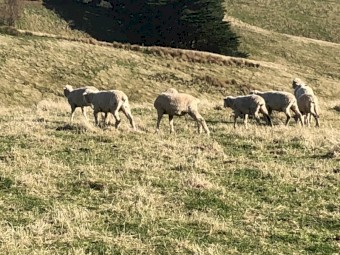 129 Merino Ewe Lambs