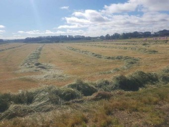 Silage and Hay