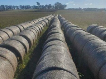 Silage and Hay