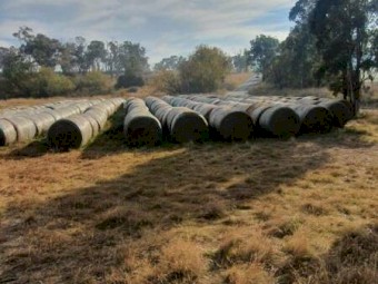 Silage and Hay