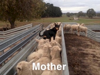 Border Collie / Kelpie