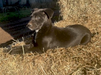 Border Collie / Kelpie