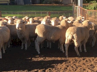 17 first cross Border Leicester/Merino ewe lambs