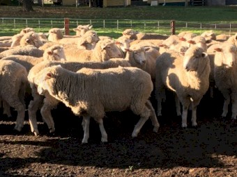 17 first cross Border Leicester/Merino ewe lambs