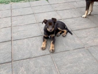 Red & Tan Male Kelpie Pup