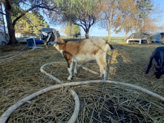 Australian Miniature Goat x Nigerian