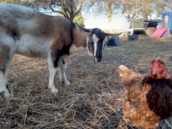 Australian Miniature Goat x Nigerian