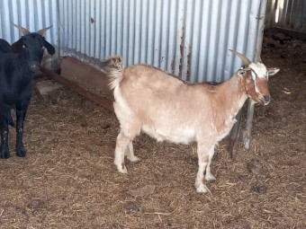 Australian Miniature Goat