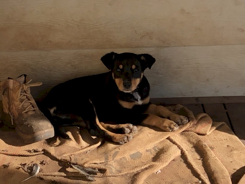 Kelpie Pups