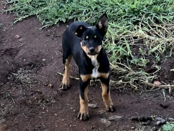 Kelpie Pups