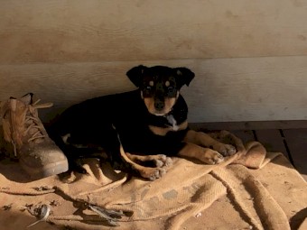 Kelpie Pups