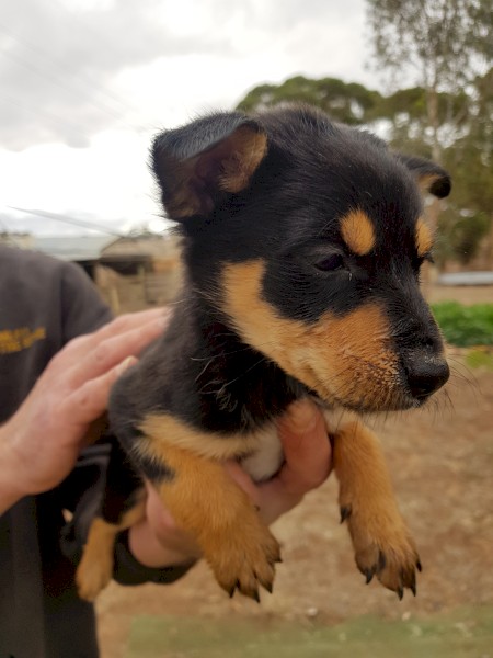 Kelpie Purebred Puppies (2 Females & 2 Males)