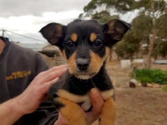 Kelpie Purebred Puppies (2 Females & 2 Males)
