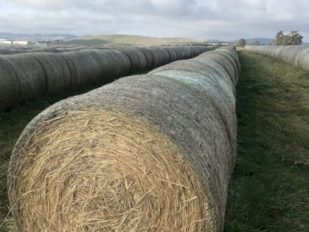 Wheat & Vetch + Pasture Mix Hay 325kg 4'' x 4'6” Round Bales