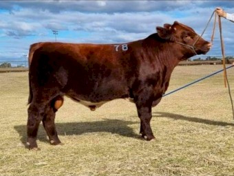 Shorthorn Bull
