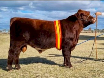 Shorthorn Bull