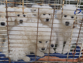 Maremma pups