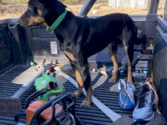 Working pup for sale