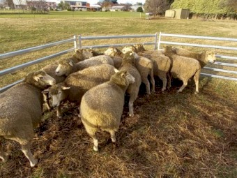 Composite Ewes in Lamb x 14