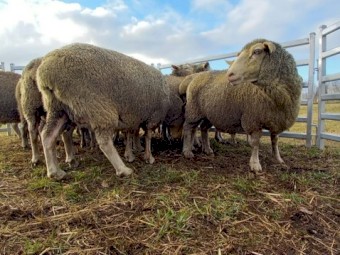 Composite Ewes in Lamb x 14