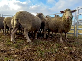 Composite Ewes in Lamb x 14