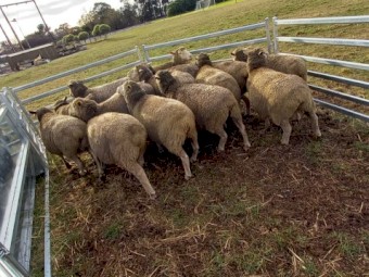 Composite Ewes in Lamb x 14